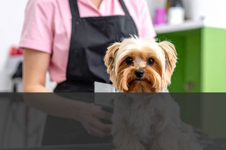 "having a landline number boosted my seo"